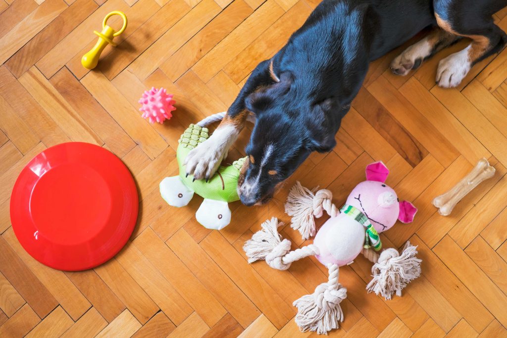 mascota_jugando
